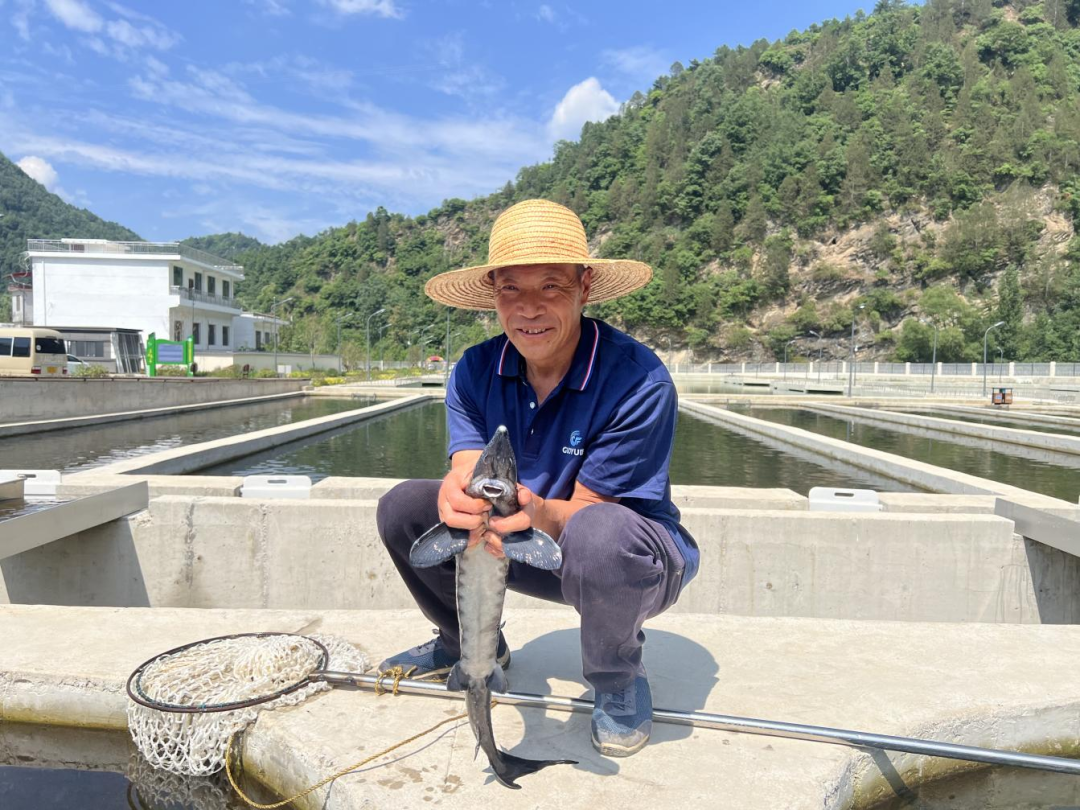 金鳟鱼养殖技术_金鳟鱼养殖池塘规划_金鳟鱼的养殖