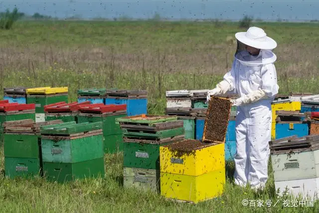 养蜂业上的成功引进，拿下4个全球第一，老外想要还得出钱买