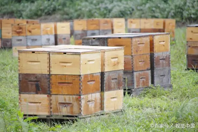 蜜蜂养殖技术要点_蜜蜂养殖技术上_蜜蜂养殖技术上市企业