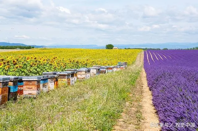 蜜蜂养殖技术上_蜜蜂养殖技术上市企业_蜜蜂养殖技术要点