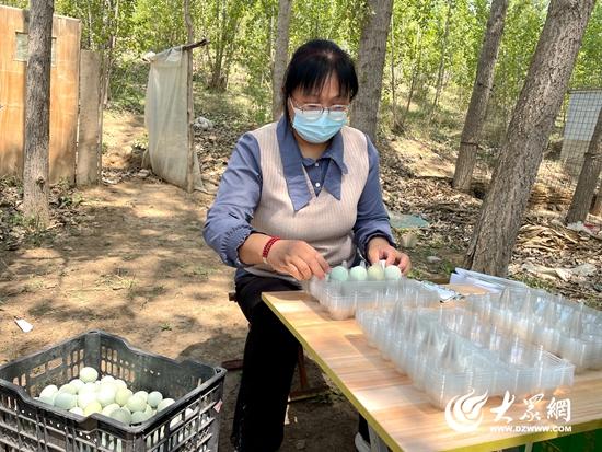 黑羽乌鸡致富经_黑羽乌鸡价格_致富经养黑乌鸡全视频