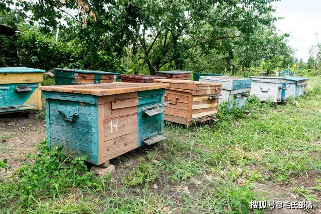蜜蜂养殖技术上市公司_蜜蜂养殖技术全集_蜜蜂养殖技术上