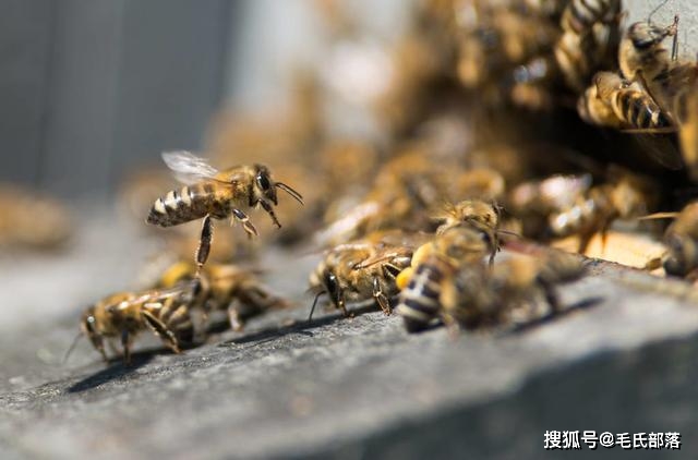 蜜蜂养殖技术全集_蜜蜂养殖技术上_蜜蜂养殖技术上市公司