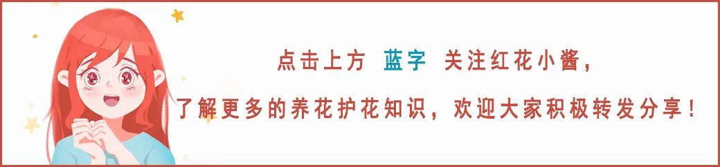 平安树种植技术_平安树栽培技术_种植平安树技术要点