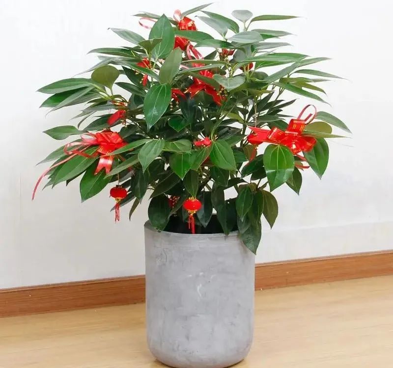平安树栽培技术_种植平安树技术要点_平安树种植技术