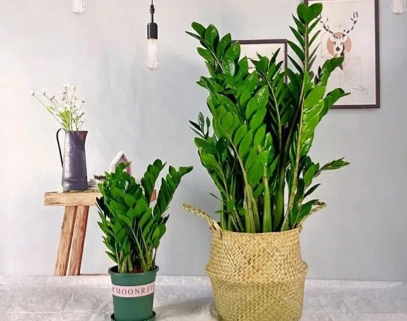 平安树种植技术_种植平安树技术要点_平安树栽培技术