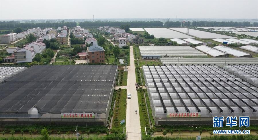 豆虫养殖前景_养殖豆青虫的技术_豆虫的人工养殖