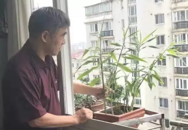 阳台生姜种植技术和管理_生姜在阳台种植技术_阳台生姜种植技术与管理