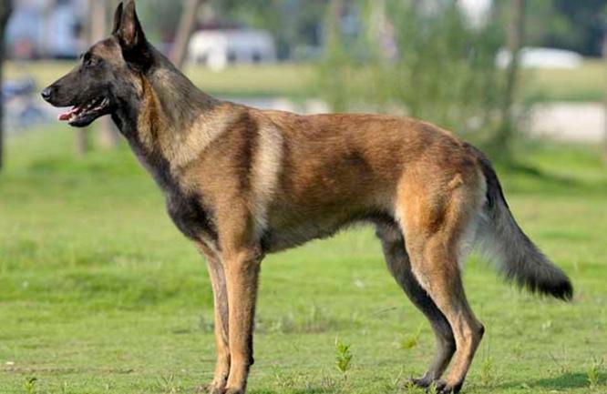 想养马犬的朋友看过来：宠物医生说漏嘴，马犬的科学喂养方法！