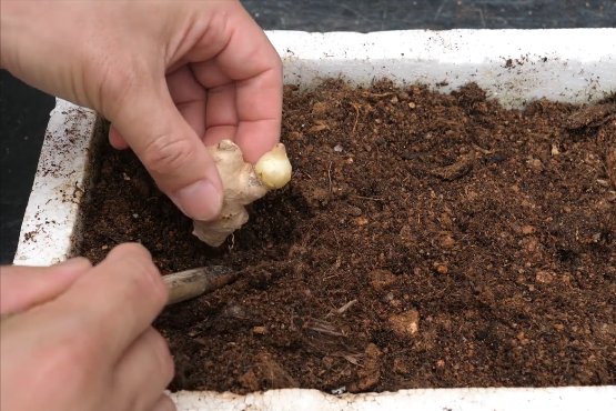 生姜在阳台种植技术_阳台生姜种植技术与管理_阳台生姜种植方法