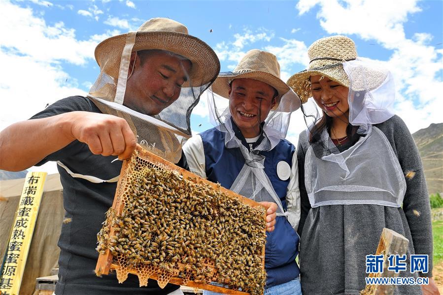 蜜蜂养殖技术上市企业_蜜蜂养殖实用技术_蜜蜂养殖技术上