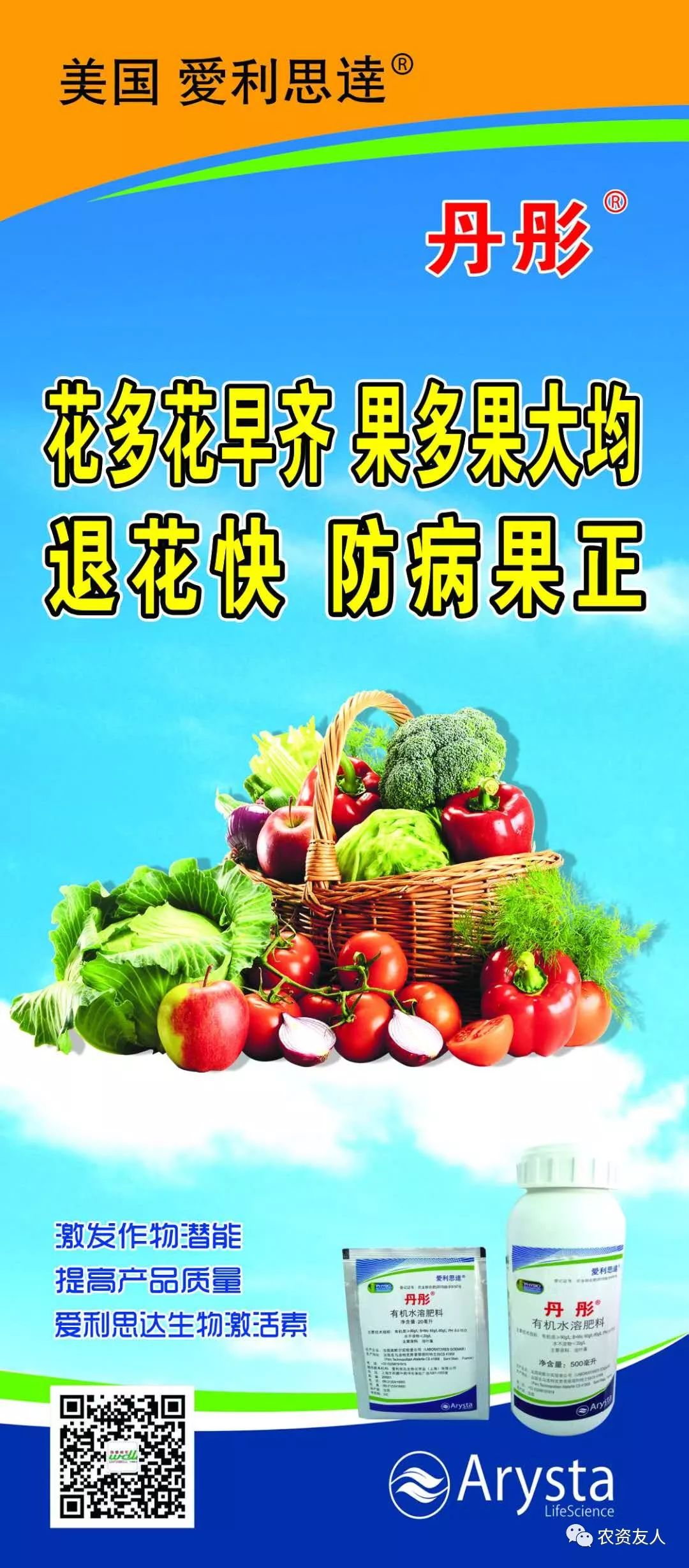 阳台生姜种植技术要点_阳台生姜种植技术和管理_生姜在阳台种植技术