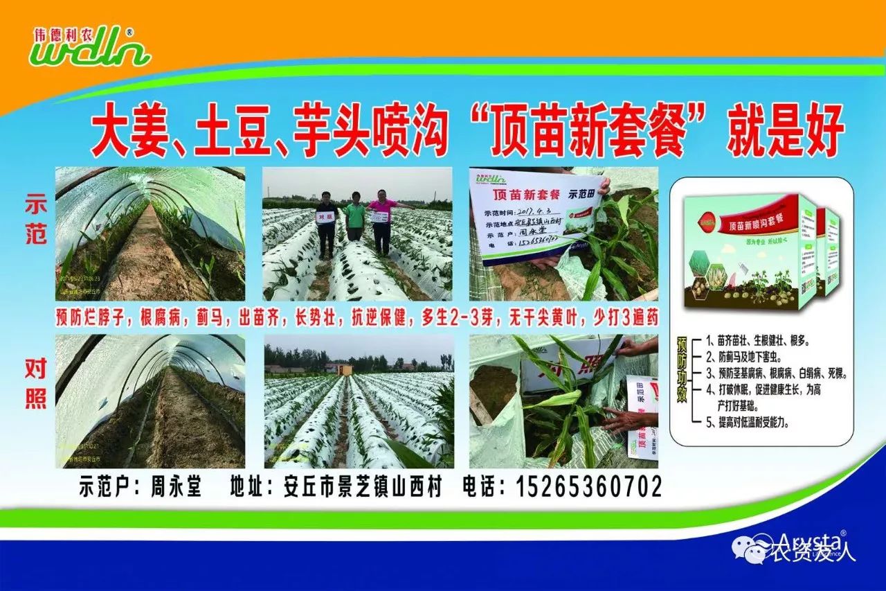 阳台生姜种植技术要点_阳台生姜种植技术和管理_生姜在阳台种植技术