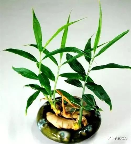 生姜在阳台种植技术_阳台生姜种植技术要点_阳台生姜种植技术和管理