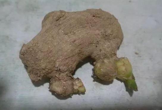 阳台生姜种植技术要点_阳台生姜种植技术和管理_生姜在阳台种植技术