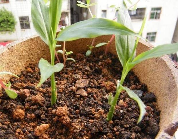 阳台生姜种植技术和管理_生姜在阳台种植技术_阳台生姜种植技术要点