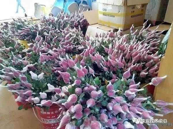玫瑰种植花技术视频_玫瑰种植方案_玫瑰花的的种植技术
