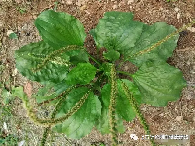 草种种植技术_车前草的种植技术_草的种植
