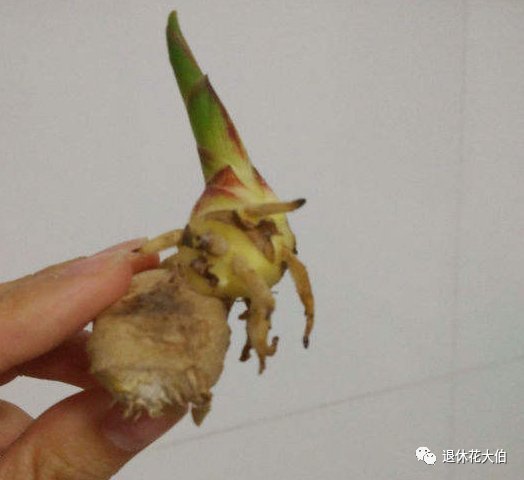 阳台生姜种植方法_生姜在阳台种植技术_阳台生姜种植技术视频