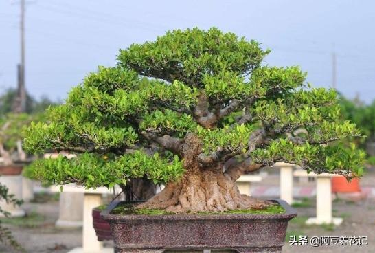 如何养殖榕树盆景_榕树盆景养殖技术_盆景榕树的养殖
