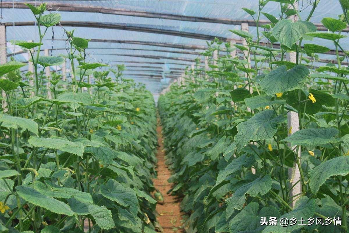 种植这几类农作物亩收入在万元以上，最后2种亩收入可达3万元