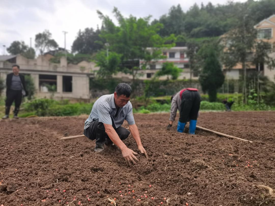 种植致富新项目_良田种植致富项目_种植致富农村项目大全