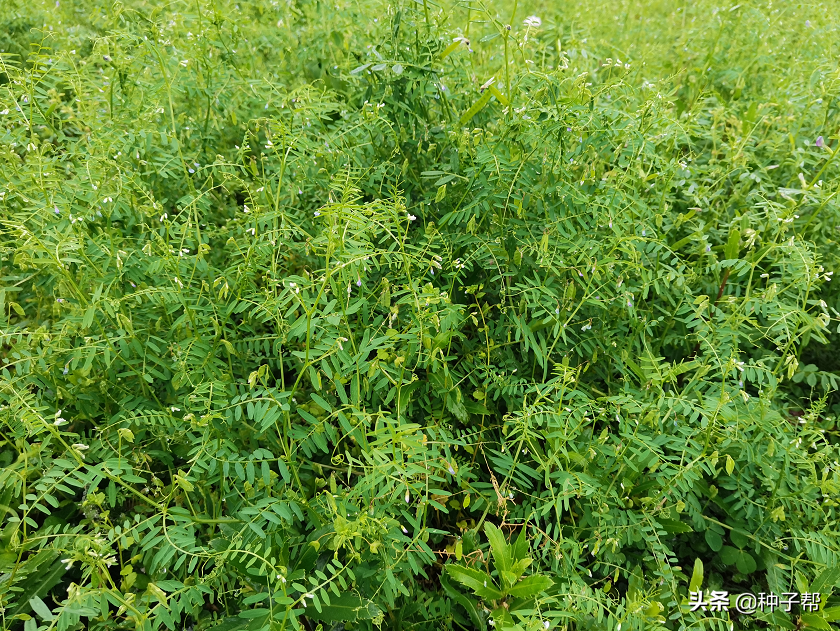 农牧知识：肥饲兼用作物，箭筈豌豆的种植技术，有什么特点？