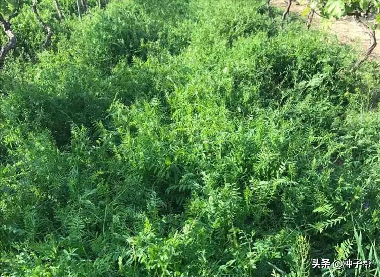 青豌豆怎样种植技术_青豌豆种植技术的实际操作_青豌豆苗怎么种
