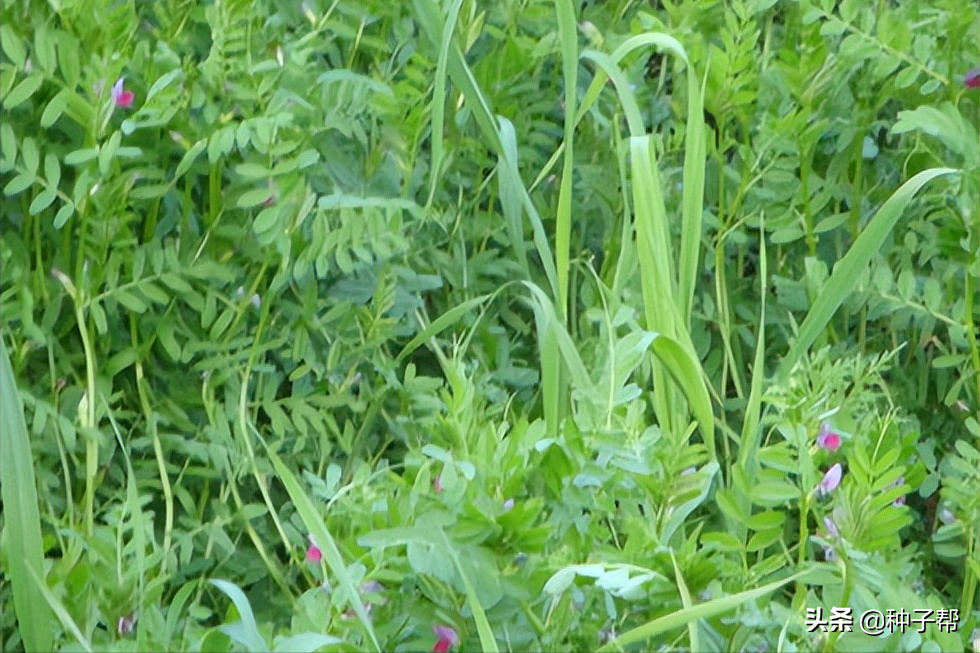 青豌豆怎样种植技术_青豌豆苗怎么种_青豌豆种植技术的实际操作
