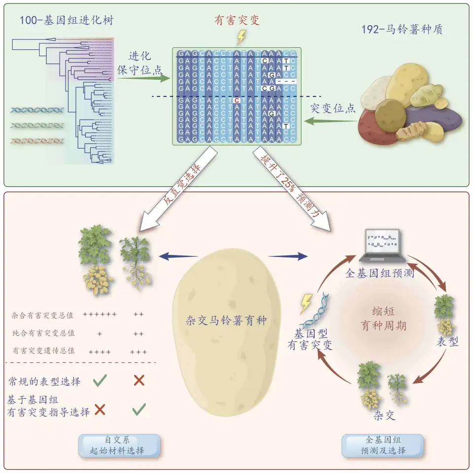 以十二亿年进化为镜 我国科学家突破马铃薯育种关键难题