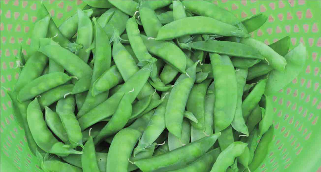 青豌豆怎样种植技术_青豌豆怎么种_豌豆种植技术视频