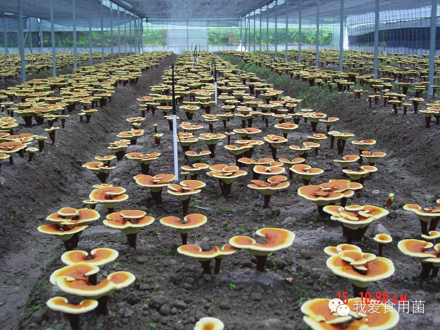 灵芝高产栽培技术
