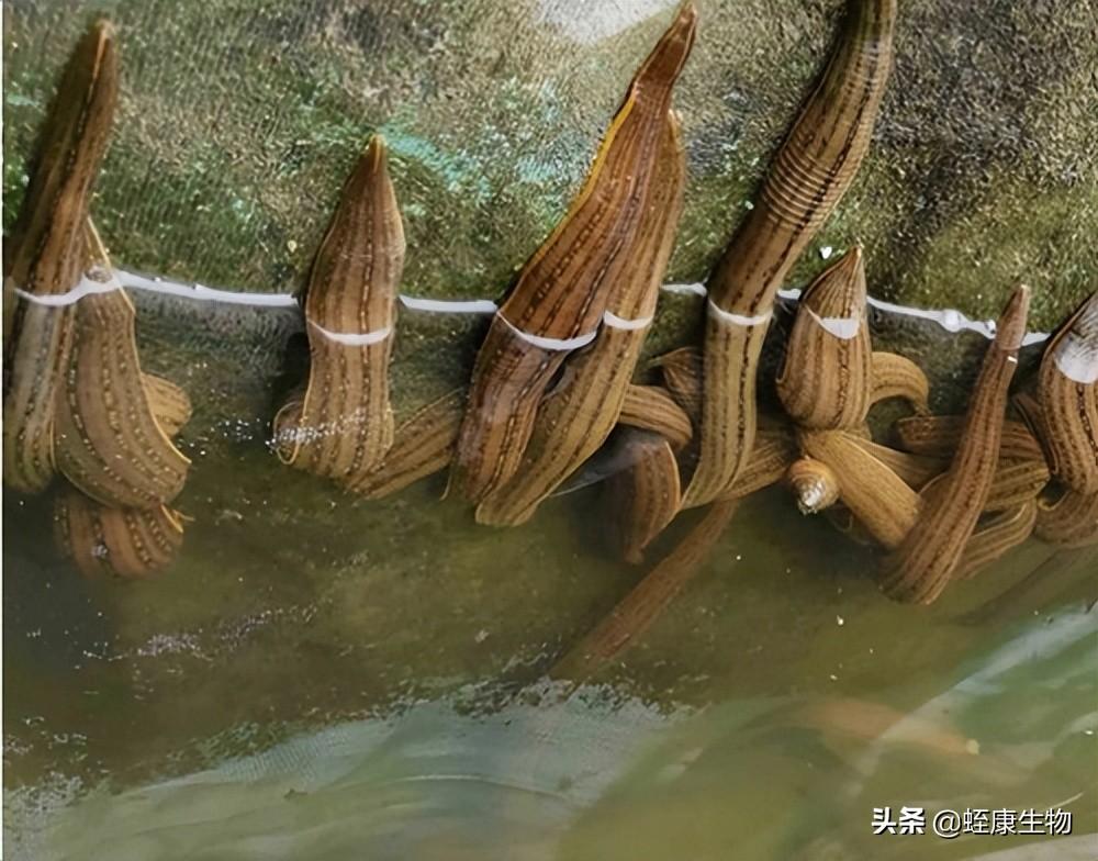 水蛭小苗养殖技术_水蛭幼苗养殖_水蛭幼苗养殖技术视频