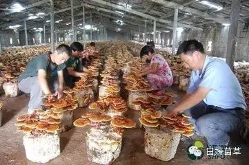 灵芝菌养殖_灵芝菇养殖技术_灵芝菇栽培技术