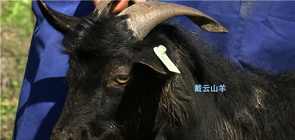 致富经福建养羊陈开飞_养羊致富案例_山区村民靠养羊致富