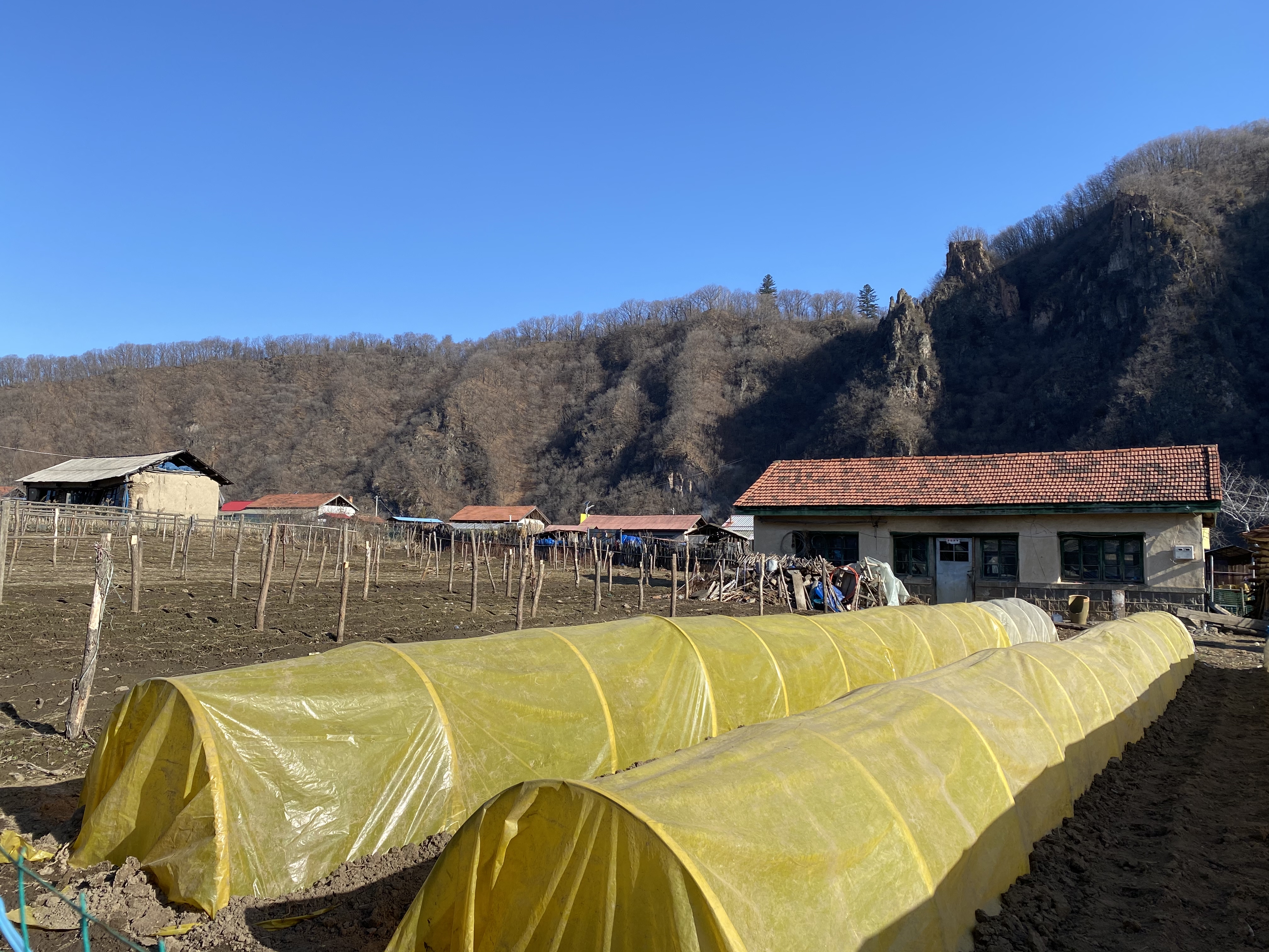 怎样种植映山红才能根系发达_映山红种植致富_映山红种植技术视频