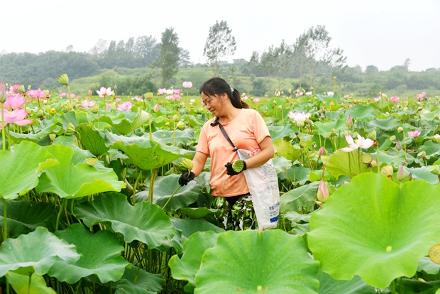 小小莲子成为村民致富“金豆子” 河南信阳平桥区采莲工人享受丰收喜悦