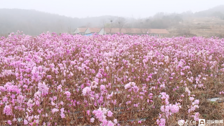 映山红种植致富_映山红的栽培技术_怎样种植映山红才能根系发达