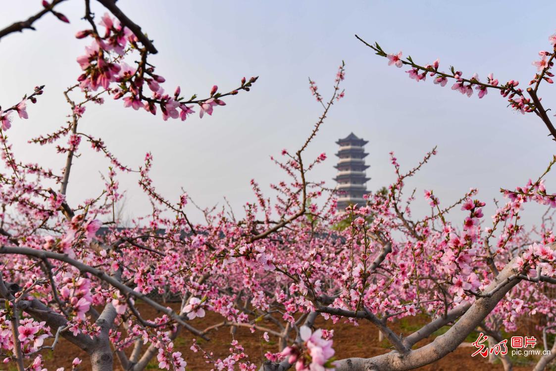 【组图】花开盛世：各地春花持续开 百花齐放春意浓