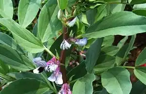 秋冬豌豆种植_冬季豌豆种植时间和方法_冬季豌豆种植技术视频