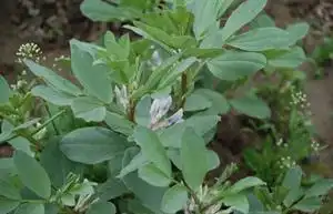 冬季豌豆种植技术视频_冬季豌豆种植时间和方法_秋冬豌豆种植