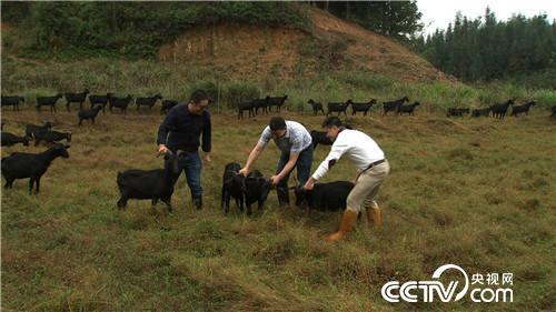 养羊致富带头人事迹_致富经福建养羊陈开飞_cctv7养羊致富案例视频