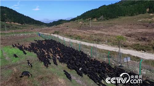致富经福建养羊陈开飞_养羊致富带头人事迹_cctv7养羊致富案例视频