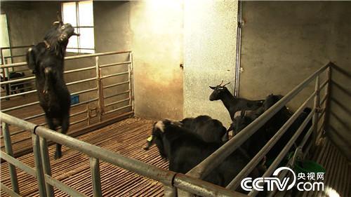养羊致富带头人事迹_cctv7养羊致富案例视频_致富经福建养羊陈开飞