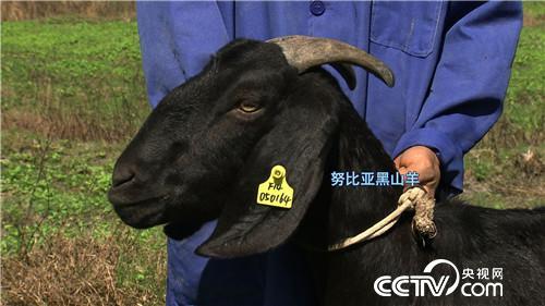 养羊致富带头人事迹_cctv7养羊致富案例视频_致富经福建养羊陈开飞