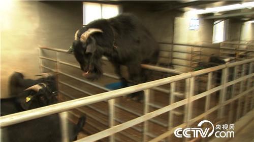 cctv7养羊致富案例视频_致富经福建养羊陈开飞_养羊致富带头人事迹