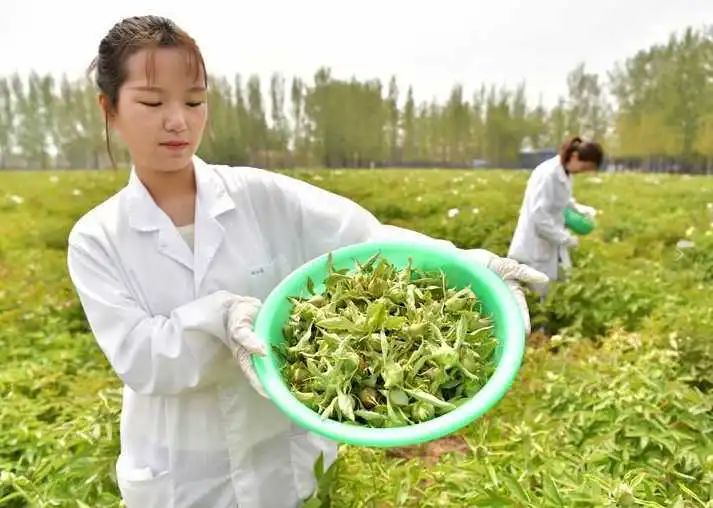 种植牡丹致富_牡丹致富种植方法_牡丹致富种植技术视频