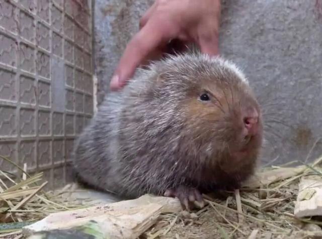 从扶贫项目到全面禁食 竹鼠养殖有多大安全隐患？