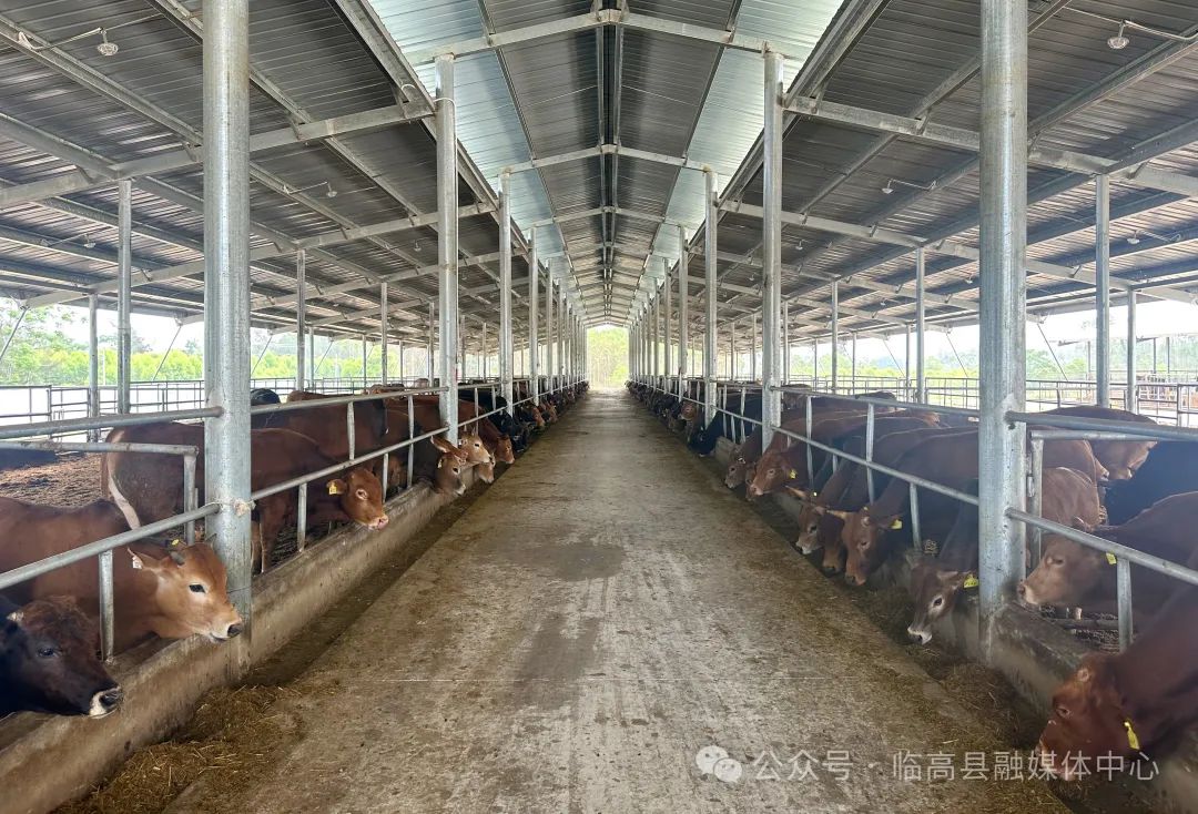 全面推进乡村振兴 | 调楼隆道村：规模化养殖小黄牛 助农“犇”出致富路