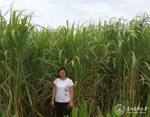 贵州医科大学优质牧草种苗快速繁殖及高效栽培科研项目持续推进